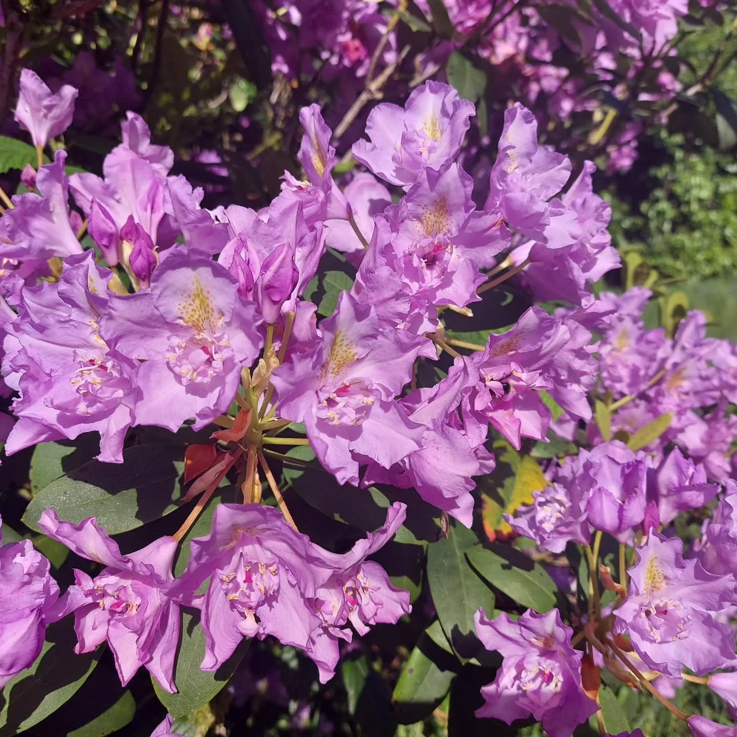 Rhododendron Fastuosum Flore Pleno, one of the late flowering showstoppers at Lukesland Gardens, Ivybridge, now in full bloom. This 25 acre woodland garden is the perfect place to come in hot weather, offering plenty of shady spots to sit and relax b