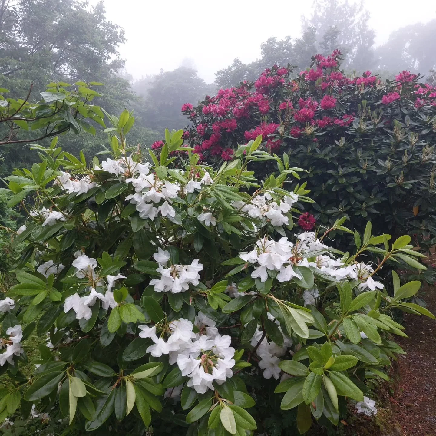 A proper misty, moisty Dartmoory day for the start of summer. But our plants certainly prefer it to blazing sunshine- and probably most gardeners do too....?
Lukesland has 2 more openings before we close till October: Wednesday 3rd and Sunday 7th 11a