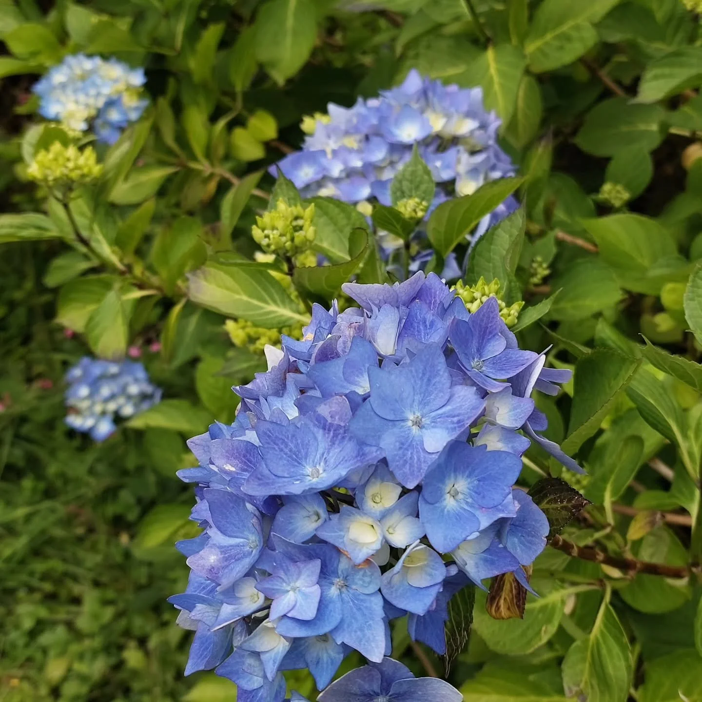 Last chance to enjoy Lukesland Gardens this season on Sunday 7th June from 11am to 5pm. Also Singing Mamas drop-in from 11.30 - 12.30 and lino-print demo from 2 - 4pm ( normal garden entry applies) Full details at www.lukesland.co.uk 
#devongardens #