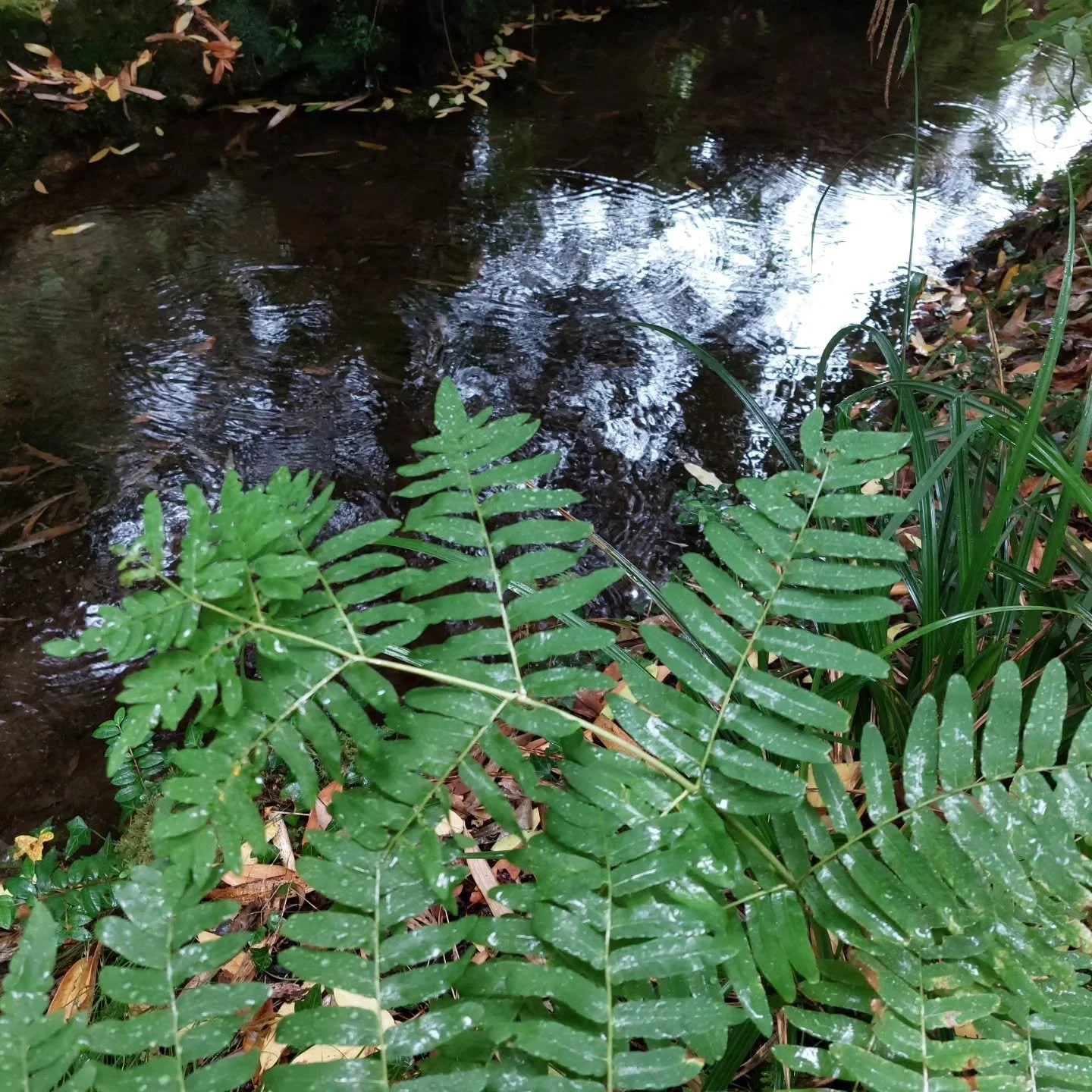 Rain on the ferns. A refreshing sight!