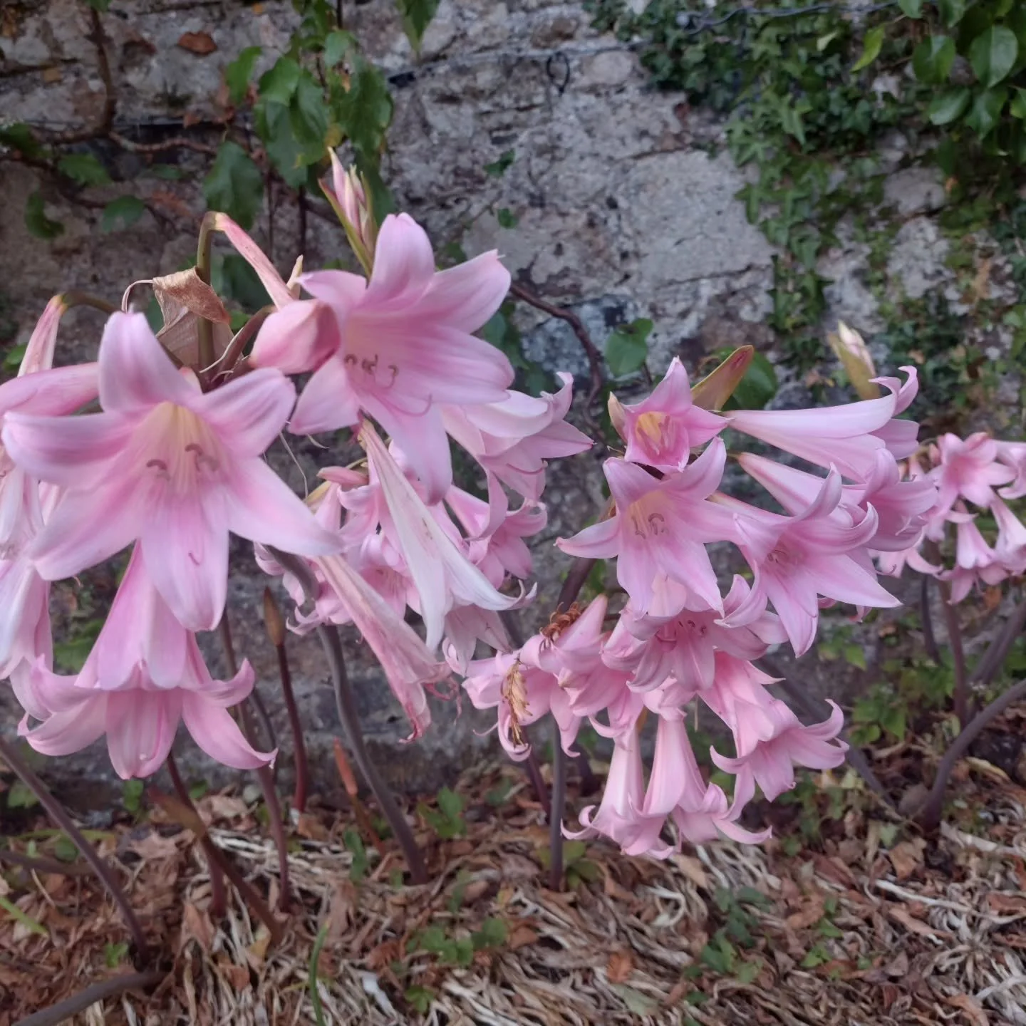 Our Belladonna lilies are having a wonderful flowering this year. These 'naked ladies' obviously enjoy the heat!