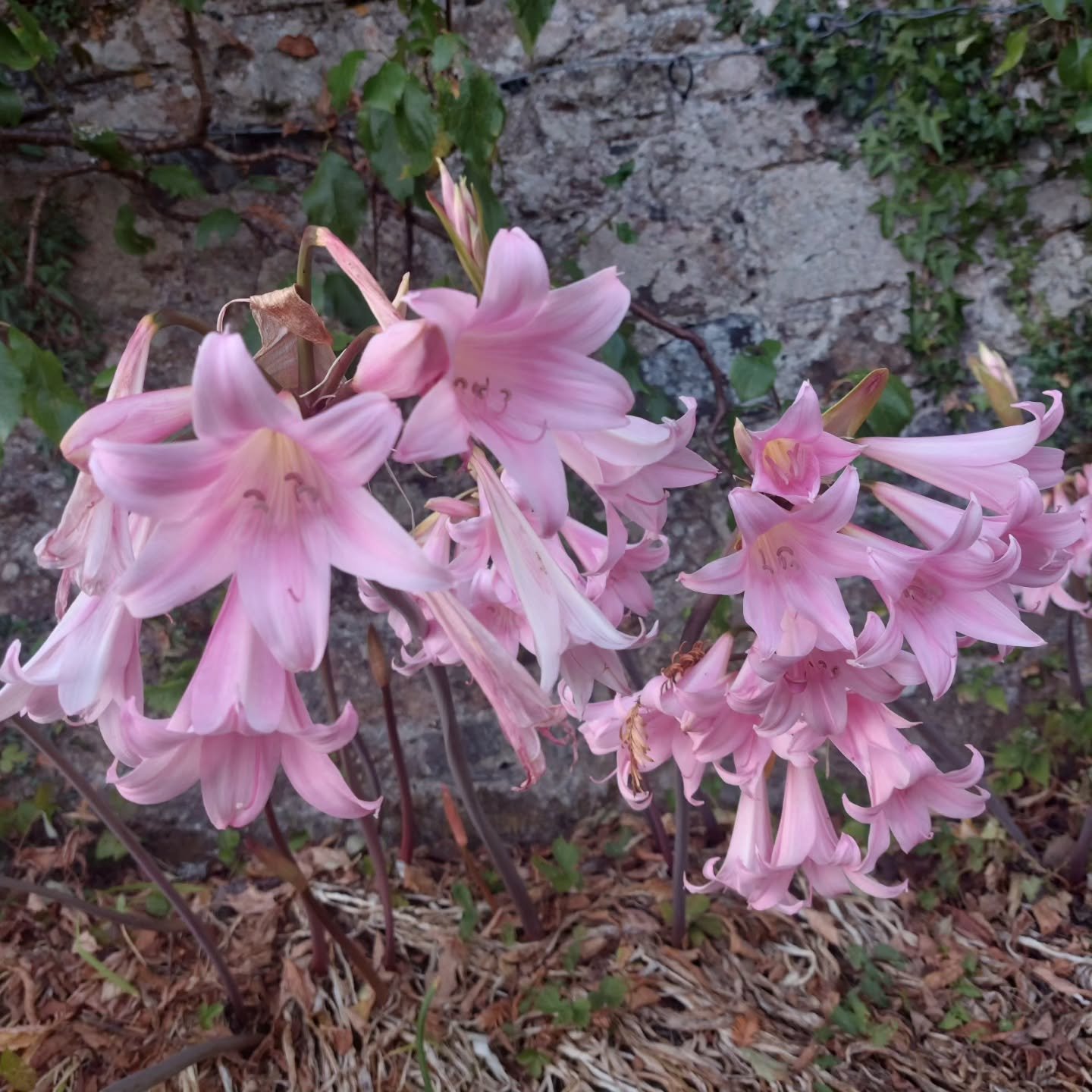 Belladonna lilies having a spectacular year. These 'naked ladies' obviously like the heat!