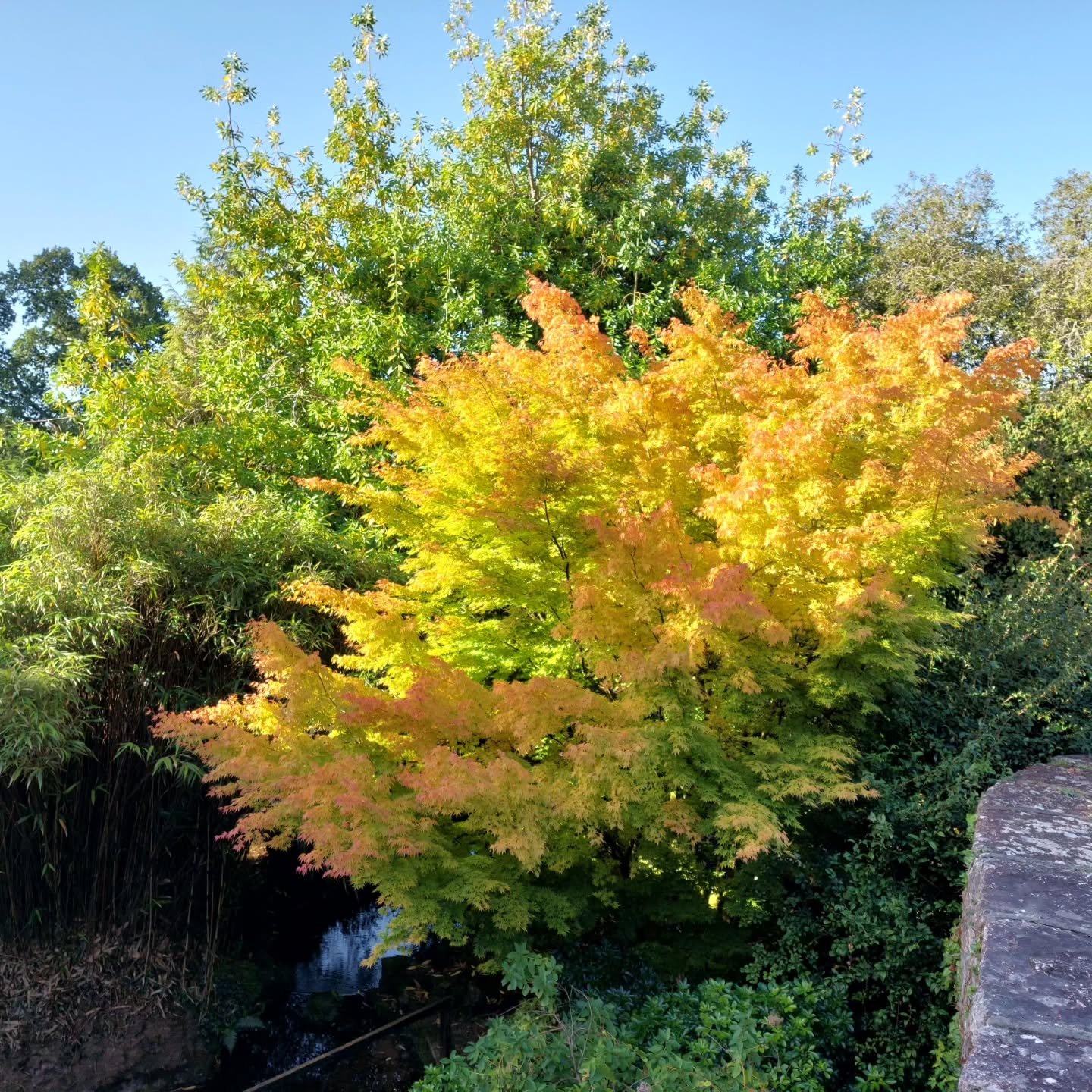Promise of autumnal Lukesland.  One month till we open on October 4th. Details at www.lukesland.co.uk