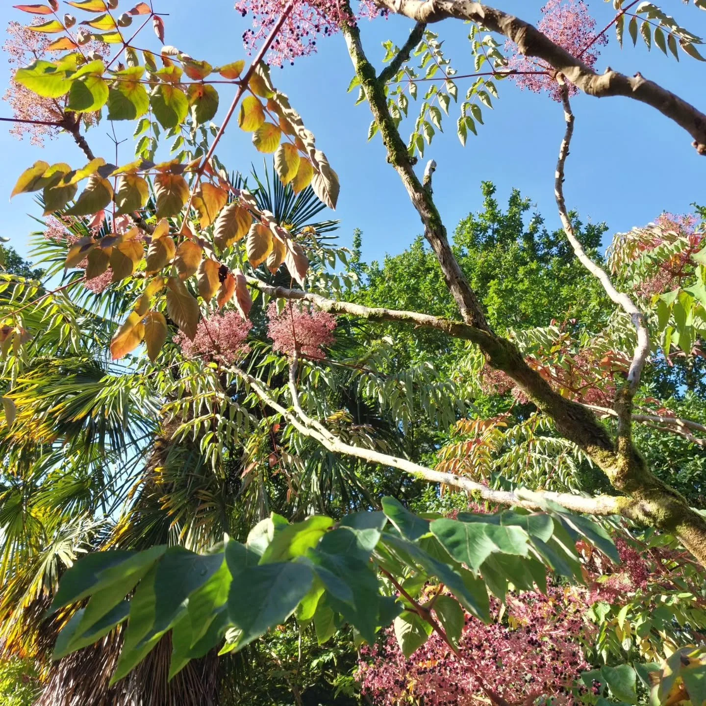 Aralia turning colour and the strawberry-like fruits of Cornus kousa - signs of autumn at Lukesland Gardens, Ivybridge, where our autumn season starts on Sunday October 4th 11am to 5pm. The garden and tea room are then open on Sundays and Wednesdays 