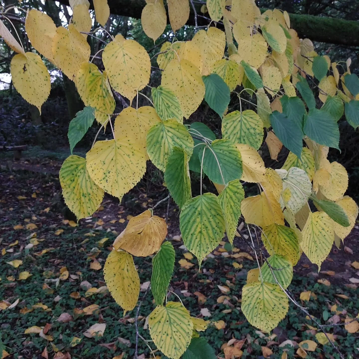Leaves of our huge handkerchief tree starting to turn a golden yellow - good timing for Lukesland's autumn season which starts on Sunday 4th October 11am to 5pm. Full details at www.lukesland.co.uk 
#devongardens #plymouthlife #southhams #dartmoor #a