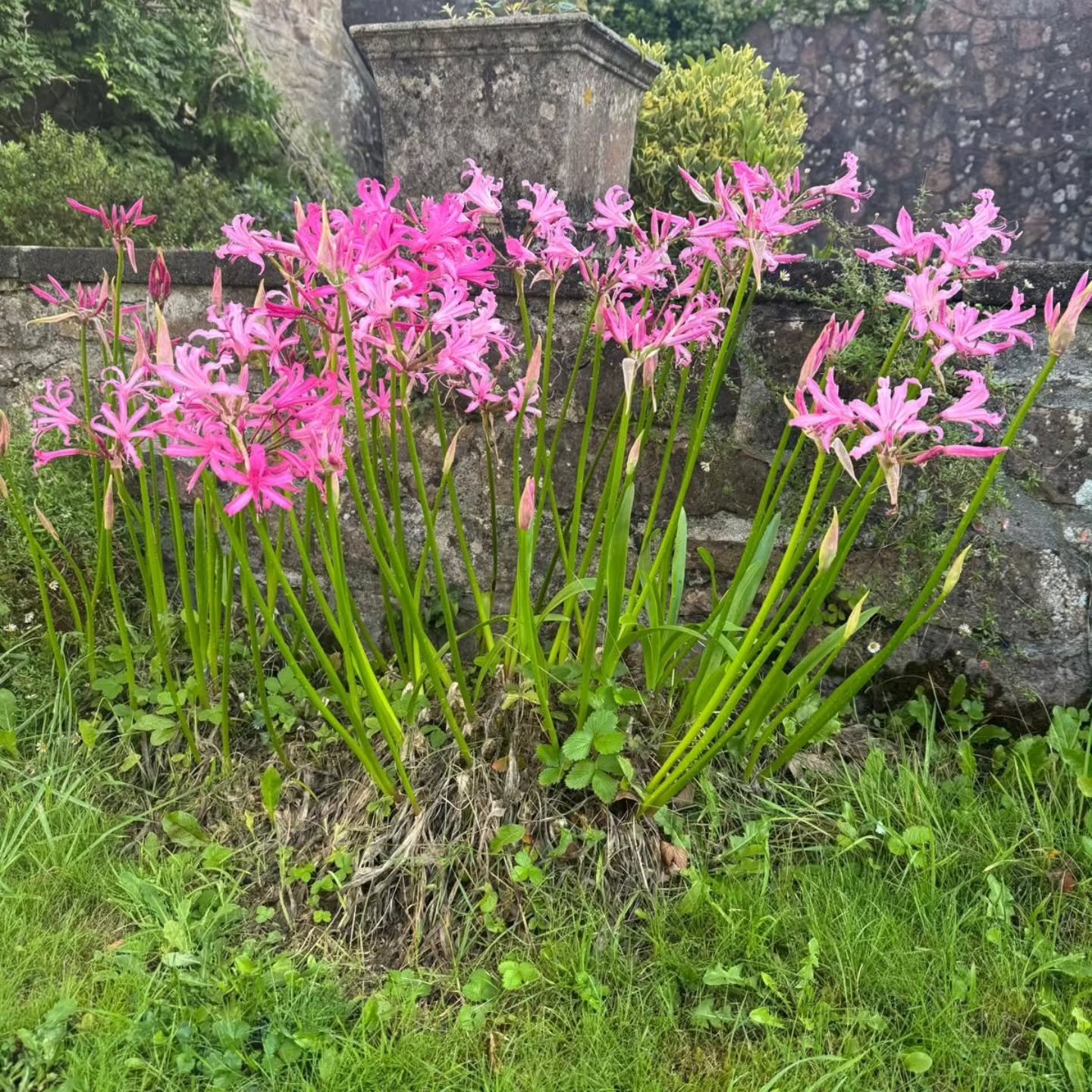 Lots of treats at Lukesland this autumn, including a delightful exhibition of domestic and wild animals, a  fun children's tree fairy trail and lovely autumn colours and scents in this 24 acre garden, just north of Ivybridge. Open from Sunday 4th Oct