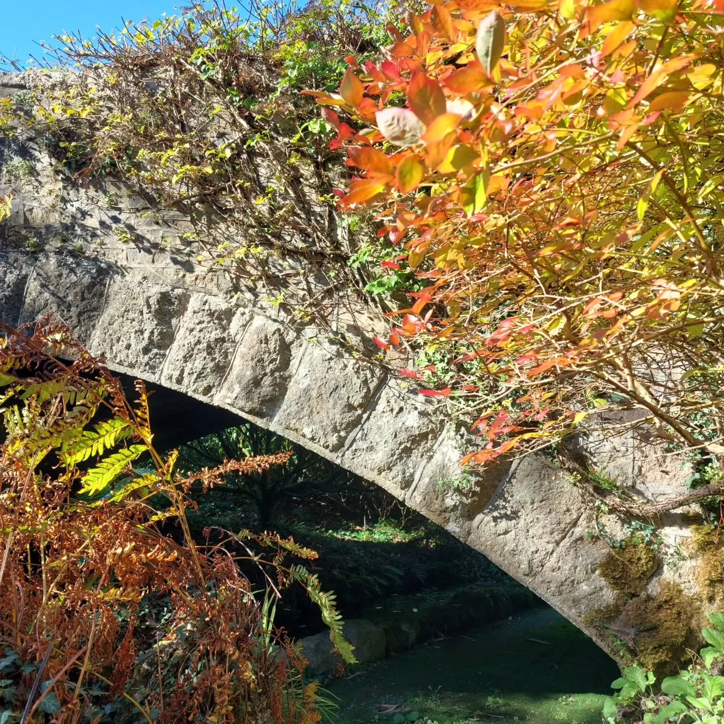 Blueberry bushes at Lukesland Gardens have already  turned a brilliant orange, and more autumn colour will appear as the weather turns colder.
Lukesland's 24 acre garden and popular tearoom are open on Sundays and Wednesdays 11am to 5pm till 15th Nov
