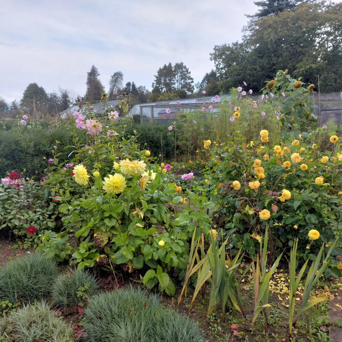 Colourful allotment at Lukesland Gardens, Ivybridge. Open Wednesdays, Sundays and Bank Holidays 11am to 5pm.
Full details at www.lukesland.co.uk #devongardens #plymouthlife #southhams #dartmoor #autumncolours