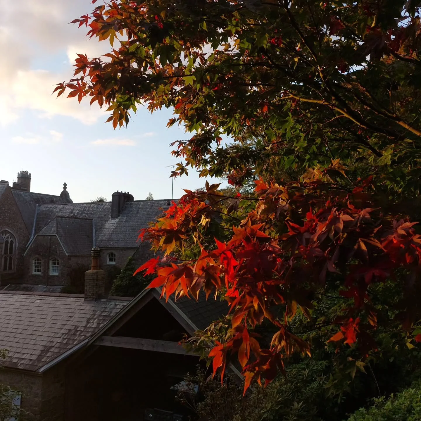 Autumn delights at Lukesland Gardens, Ivybridge. Open on Sundays and Wednesdays 11am to 5pm till 15th November. Children come free and dogs are welcomevon a lead. Full details at www.lukesland.co.uk #greatbritishgardens #bbcspotlight #southhams #autu