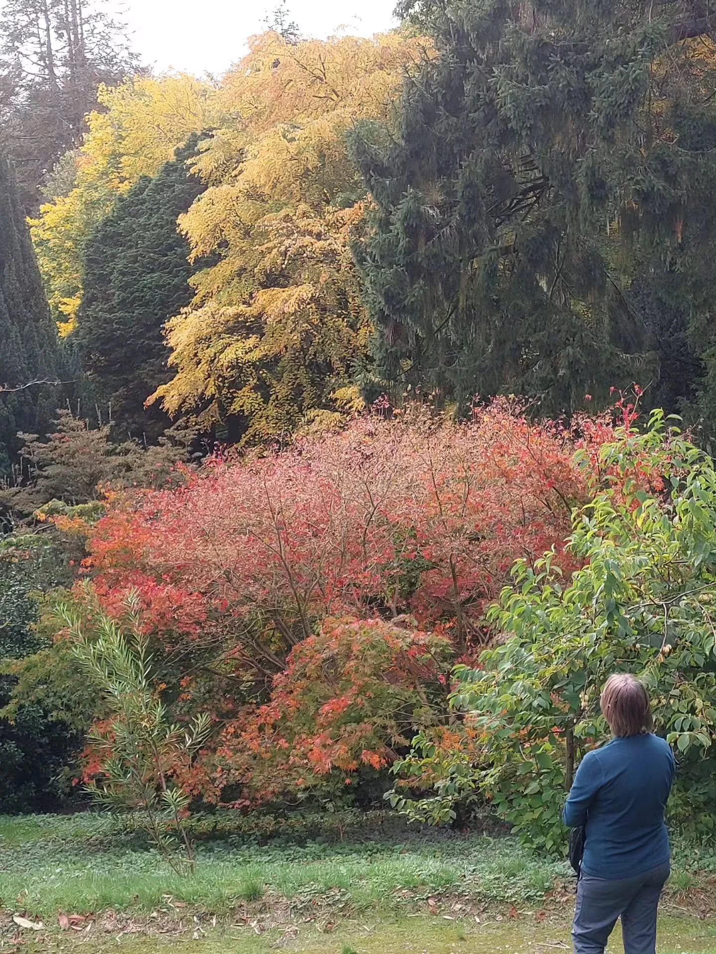 The toffee apple-scented Cercidiphyllum ( Katsura) at Lukesland Gardens, Ivybridge, has turned into a golden cascade overnight. Lukesland Gardens and tearoom are open on Sundays and Wednesdays 11am to 5pm till 15th November for autumn colour. Full de