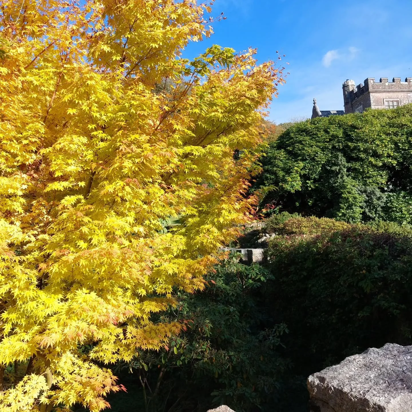 Dazzling autumn colour at Lukesland Gardens, Ivybridge.  Open on Sundays and Wednesdays 11am to 5pm till 15th November. Full details at www.lukesland.co.uk #autumncolours #devonlife #plymouthlife #southdevongardens #greatbritishgardens