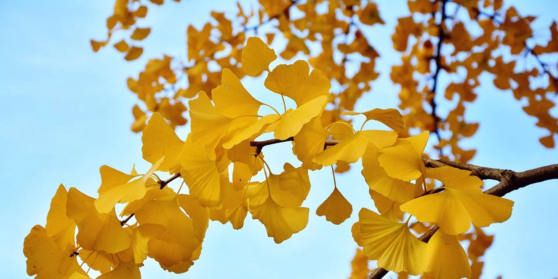 six-gingko-trees-survived-the-a-bomb-that-fell-on-hiroshima-in-august-1945.jpeg