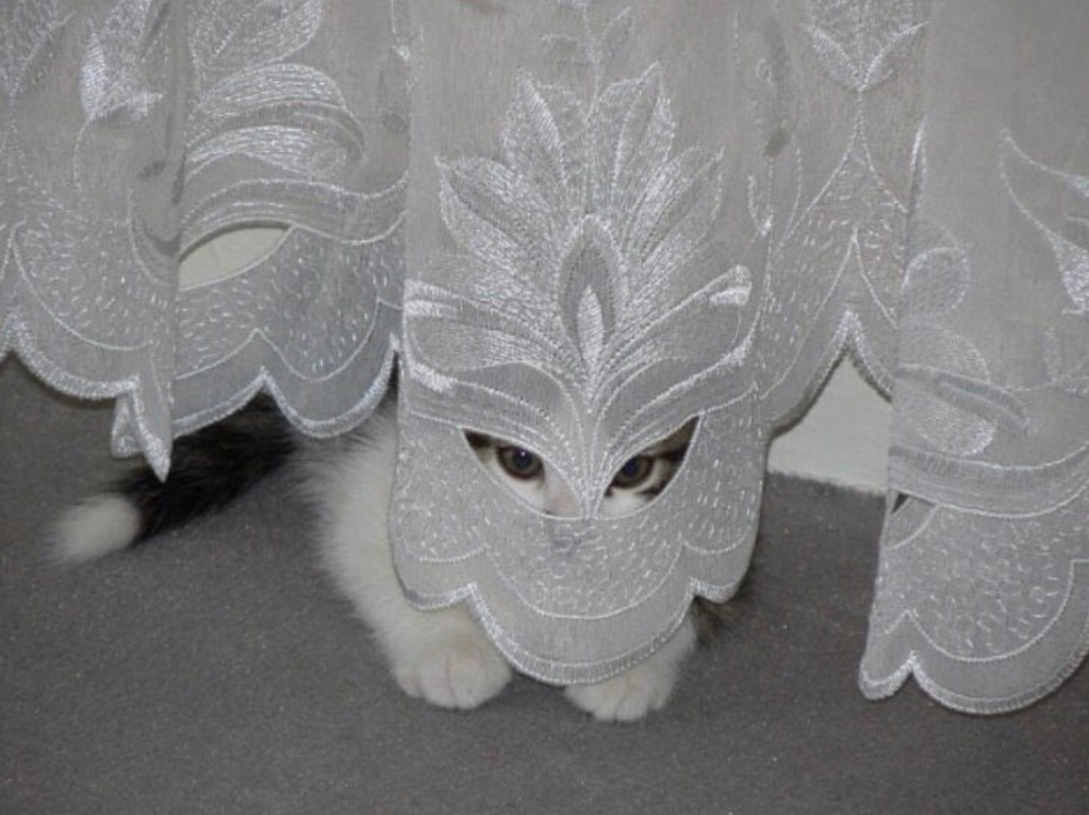 low-profile-cat.png