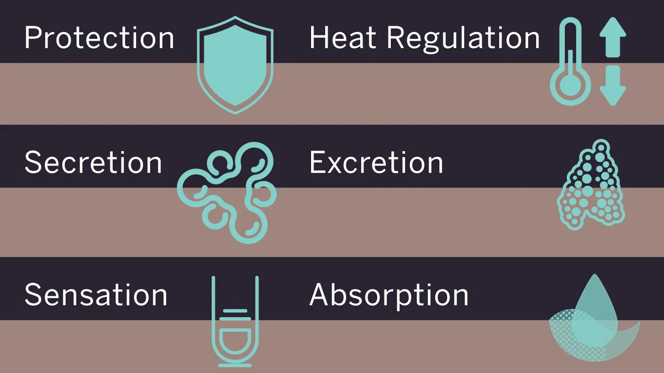 The Six Primary Functions of the Skin - a brazilian reasons #0019