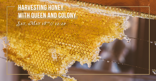 Harvesting Honey Class/ SOLD OUT!