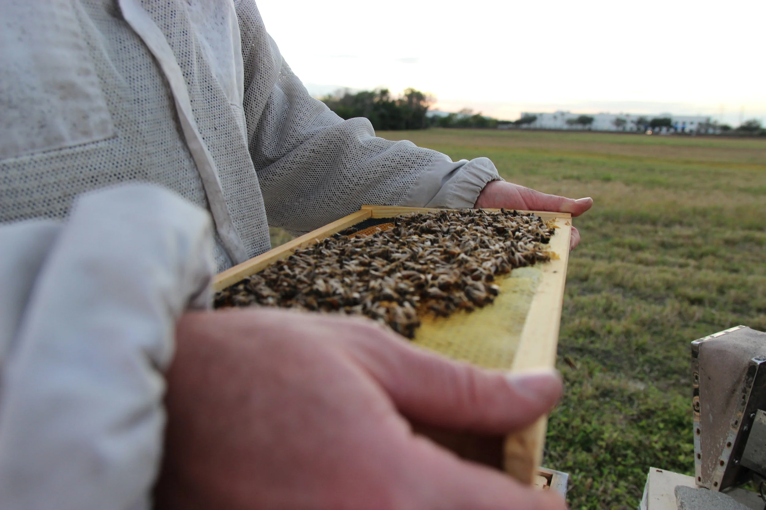 Becoming a Beekeeper