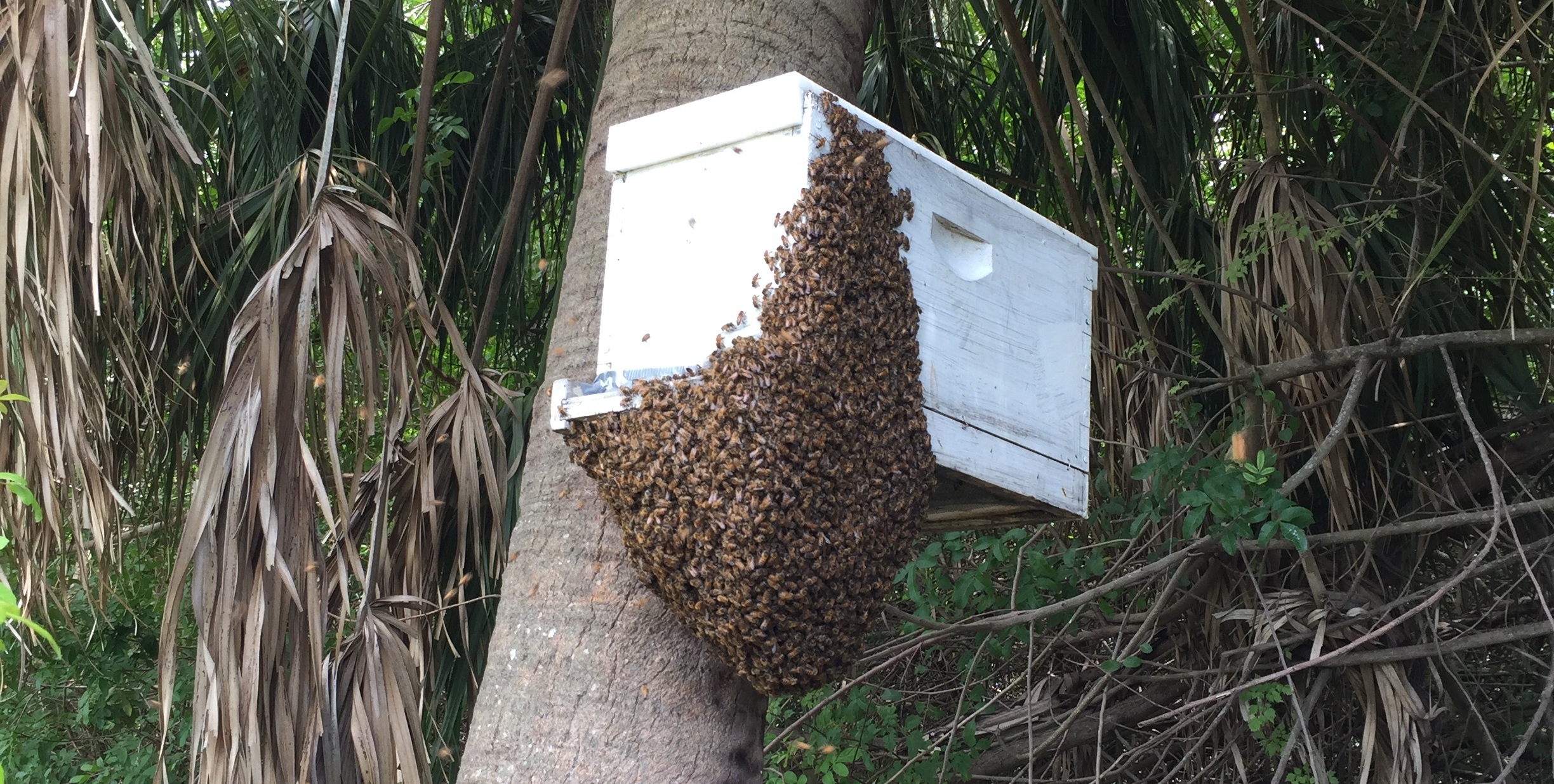 Why Do Bees Swarm? How Honey Bees Move Their Hives