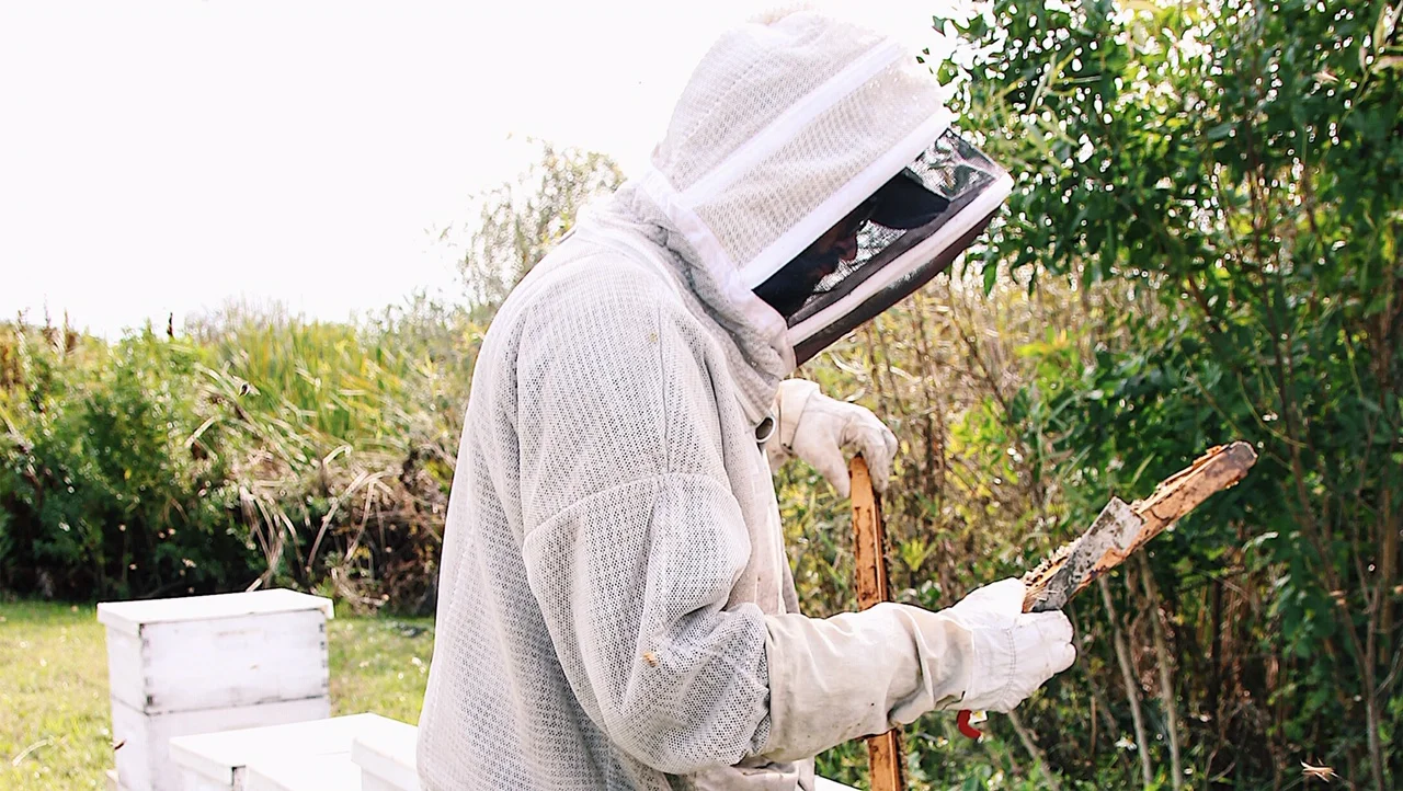 Intro to Backyard Beekeeping at St.Pete Ferments