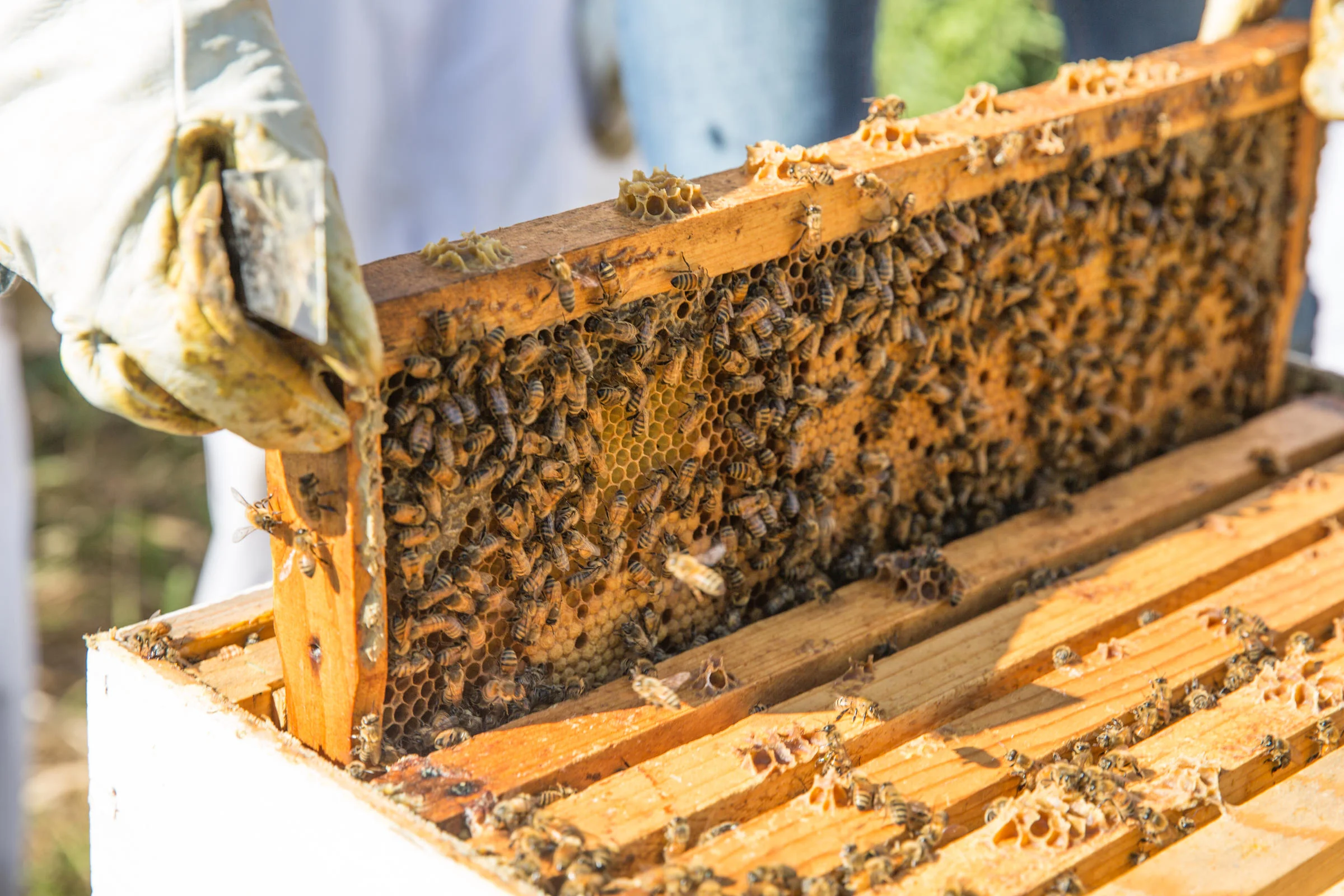 160802_sap_bees-147.jpg