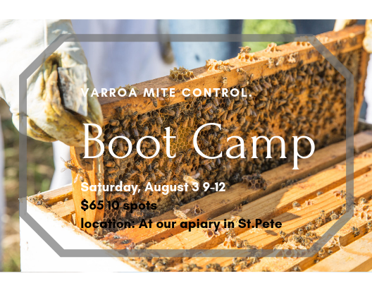 Varroa Mite Control