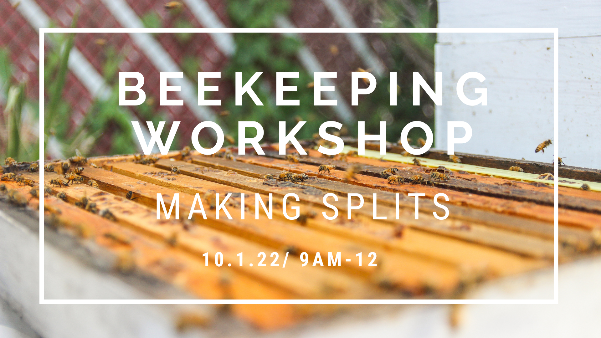 Beekeeping Workshop: Making Splits