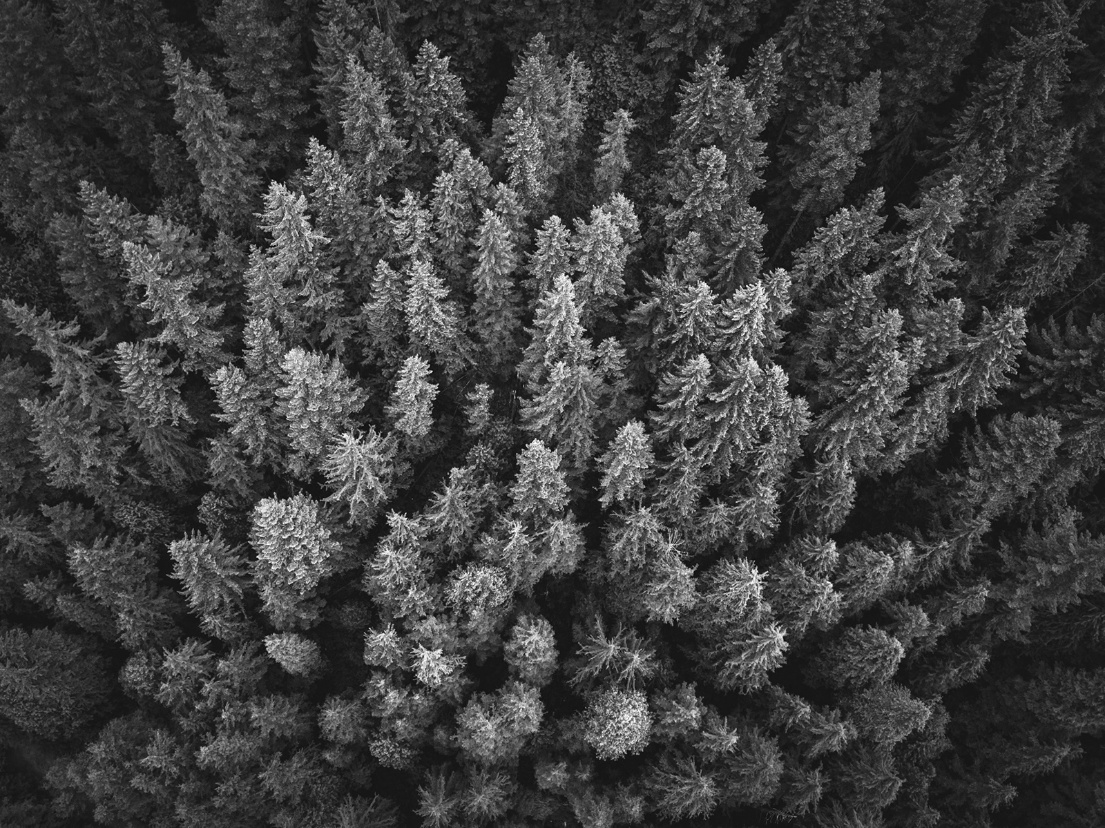 Trees.jpg