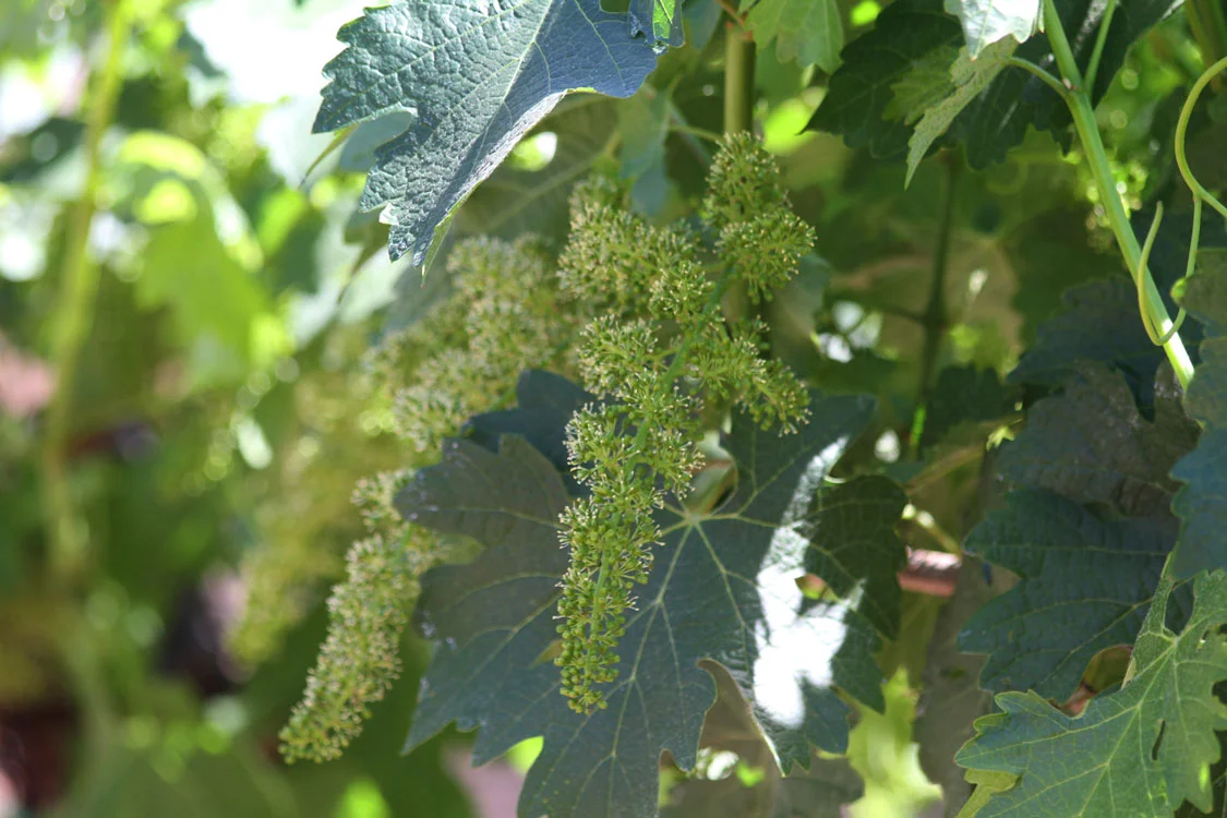 Single Vineyard-Single Varietal 