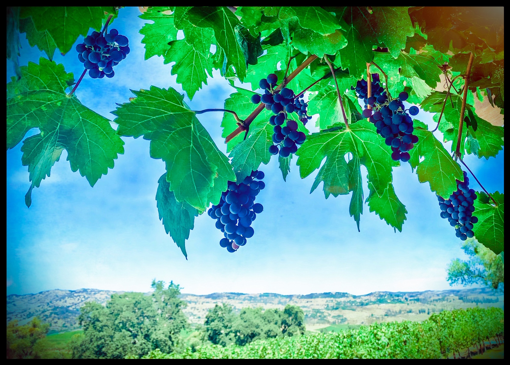 Atlas Peak AVA - Napa