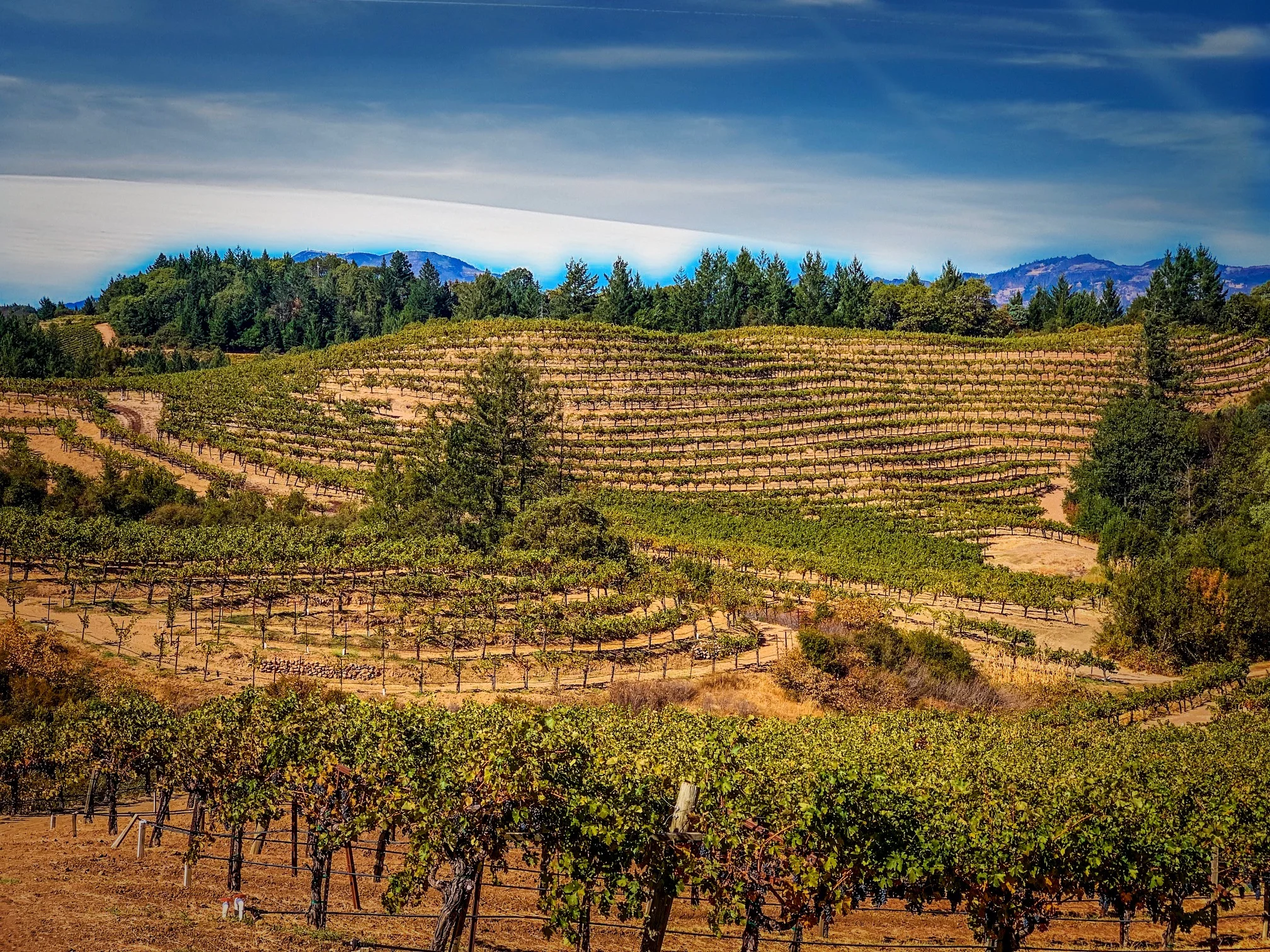 Spring Mountain AVA - Napa - Schweiger Vineyards &amp; Winery