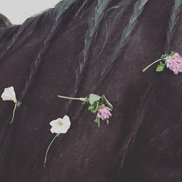 Some lovely imagery courtesy of @mallory.lynn 🌸 have you put flowers in your horse's mane today?