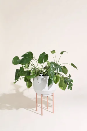 16" inch Steel Planter Stand in Peach for indoor/outdoor use  The Spite  Haus