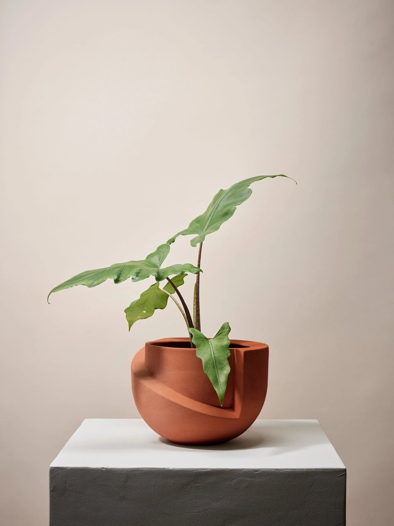 VAYU Terracotta Tabletop Planter with plant