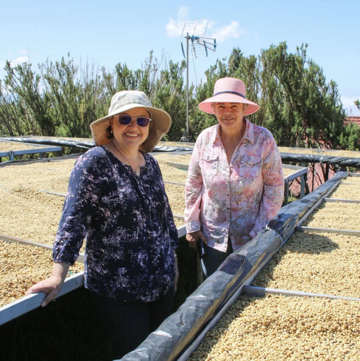 Monte Brisas, Autumn Single Origin - Washed Costa Rica