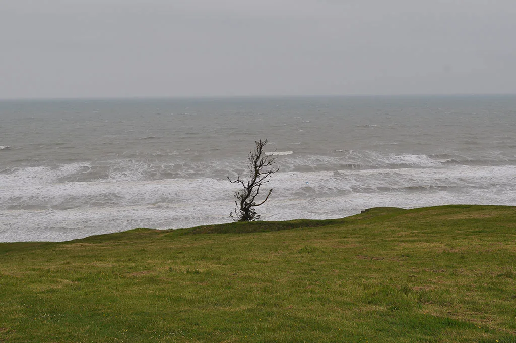 Normandy-GrassSeaandRandomTree.jpg
