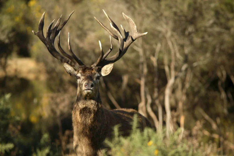 NewZealand-Deer-at-Treetops.jpg