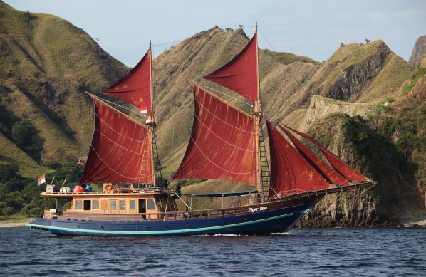 Tiger.Blue.Sails.1.jpeg