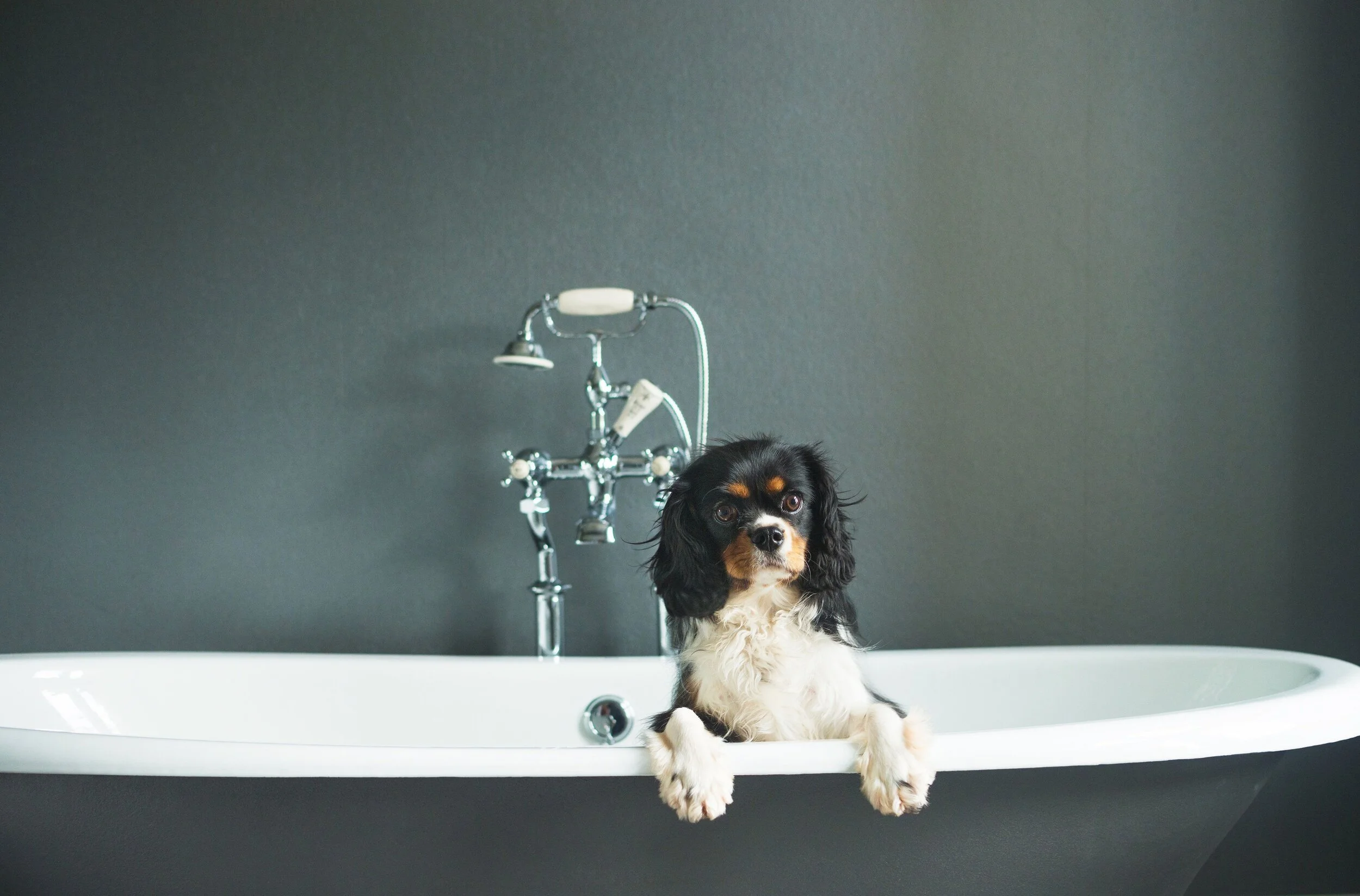 Paschoe House is dog friendly too. This cutie is the hotel dog, and does not come with the bath!