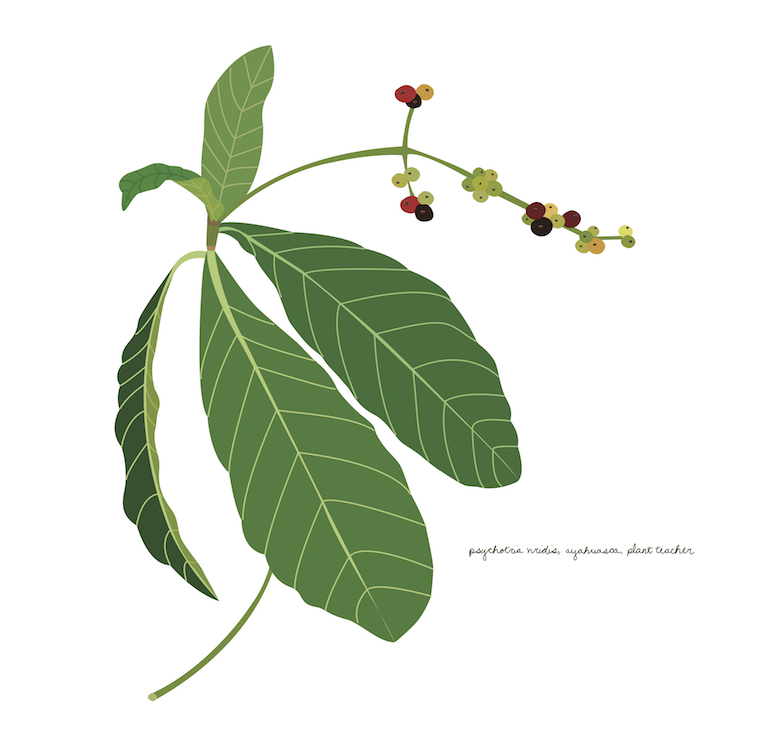 Psychotria Viridis illustration by Kat Murphy