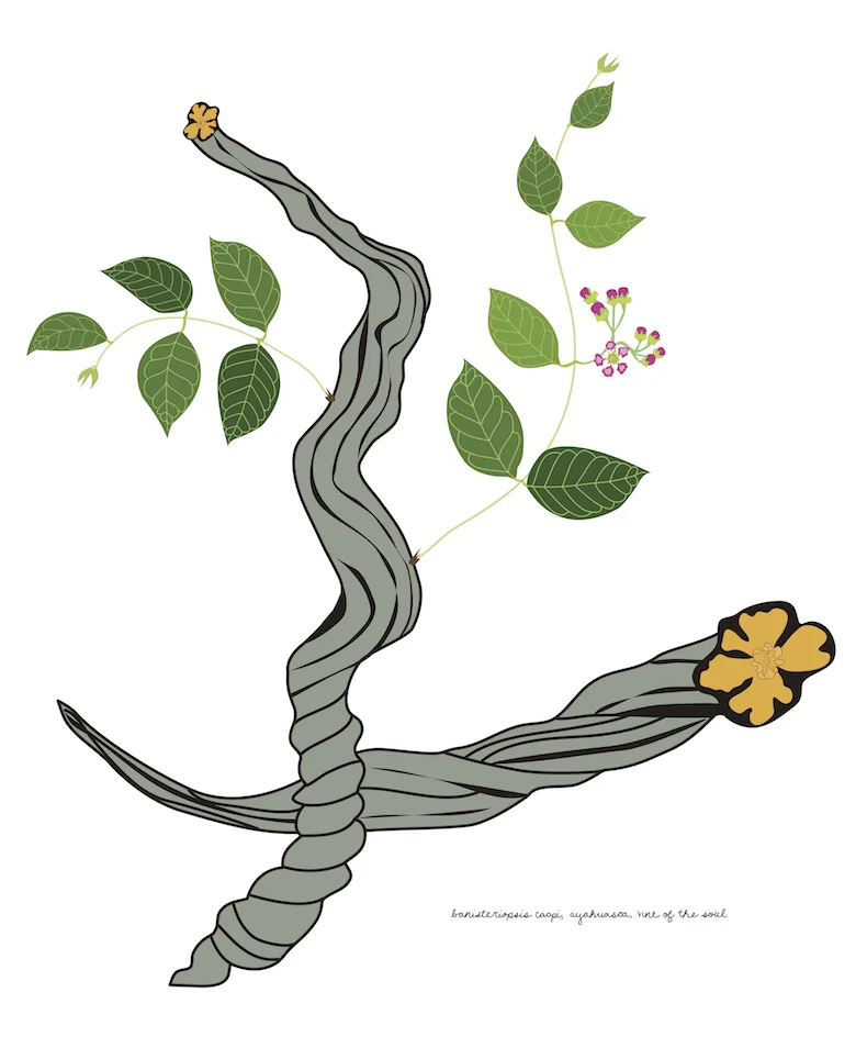 Vine of the Soul illustration by Kat Murphy