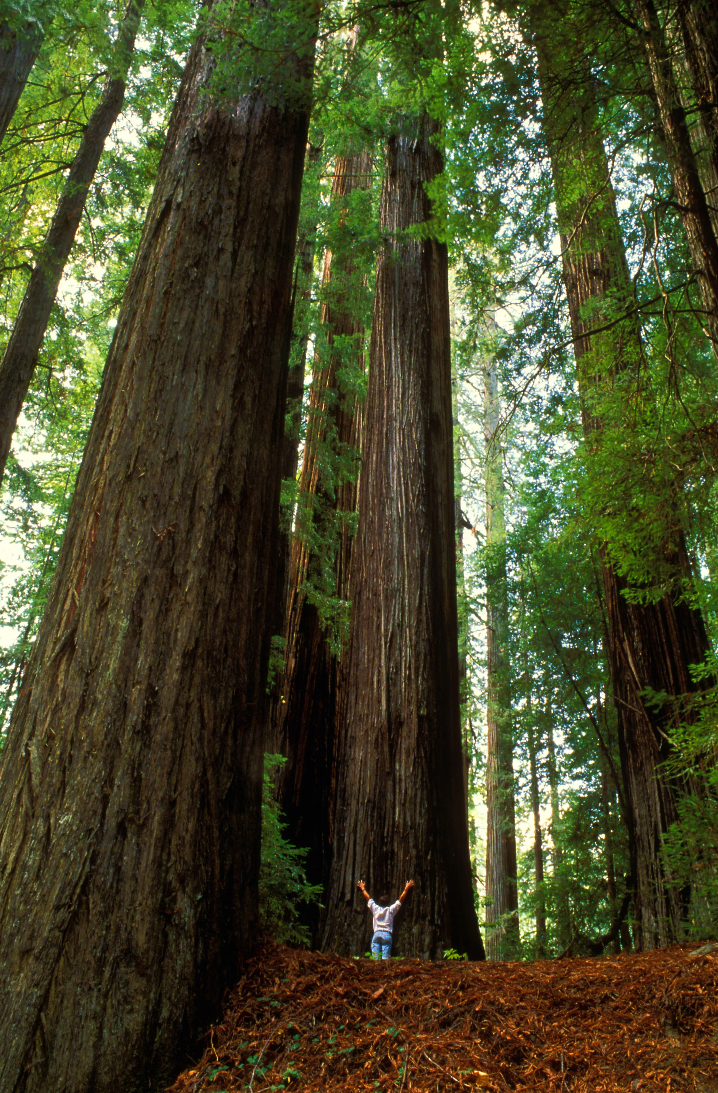 Muir Woods, Marin County, California