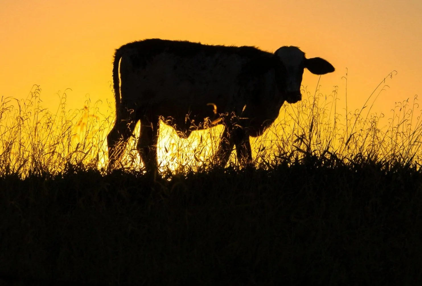 18% greenhouse gas emissions