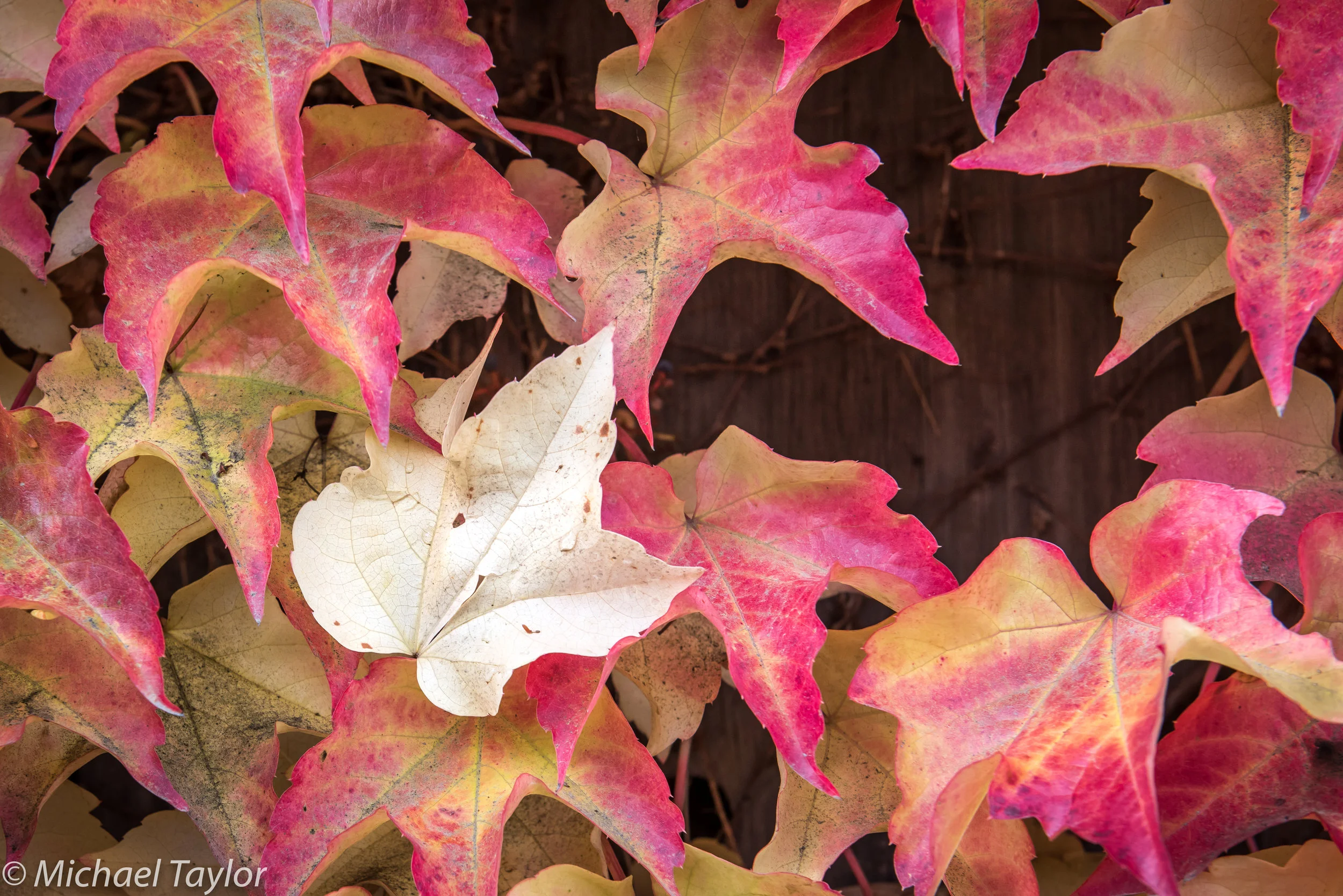 Vine Maple Leaves