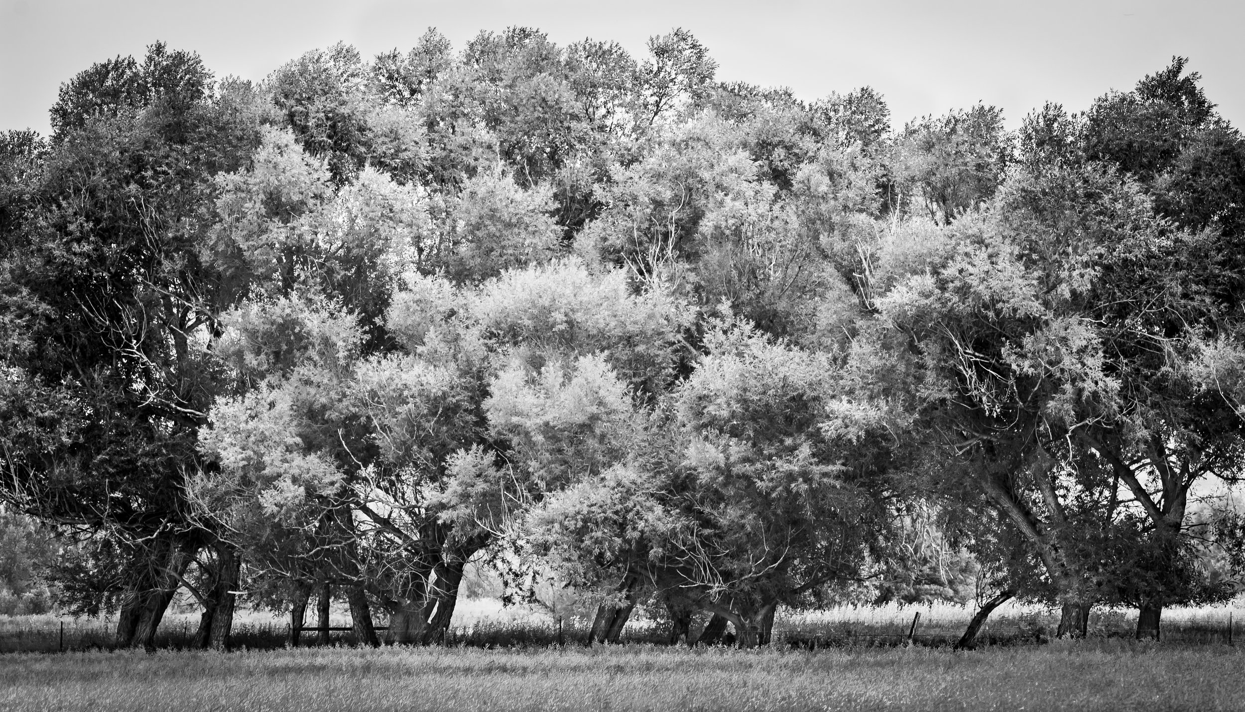Ash at the edge of the field.jpg