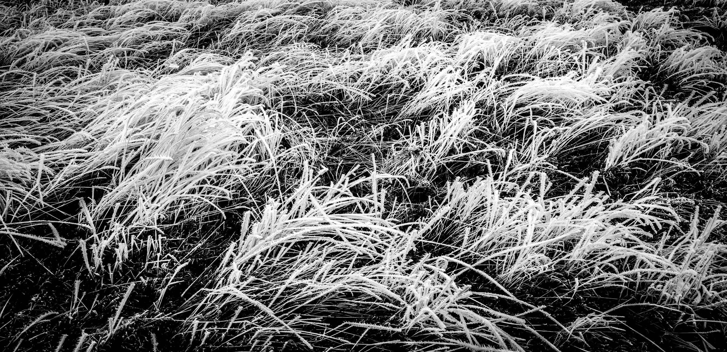 Frosted Grasses.jpg