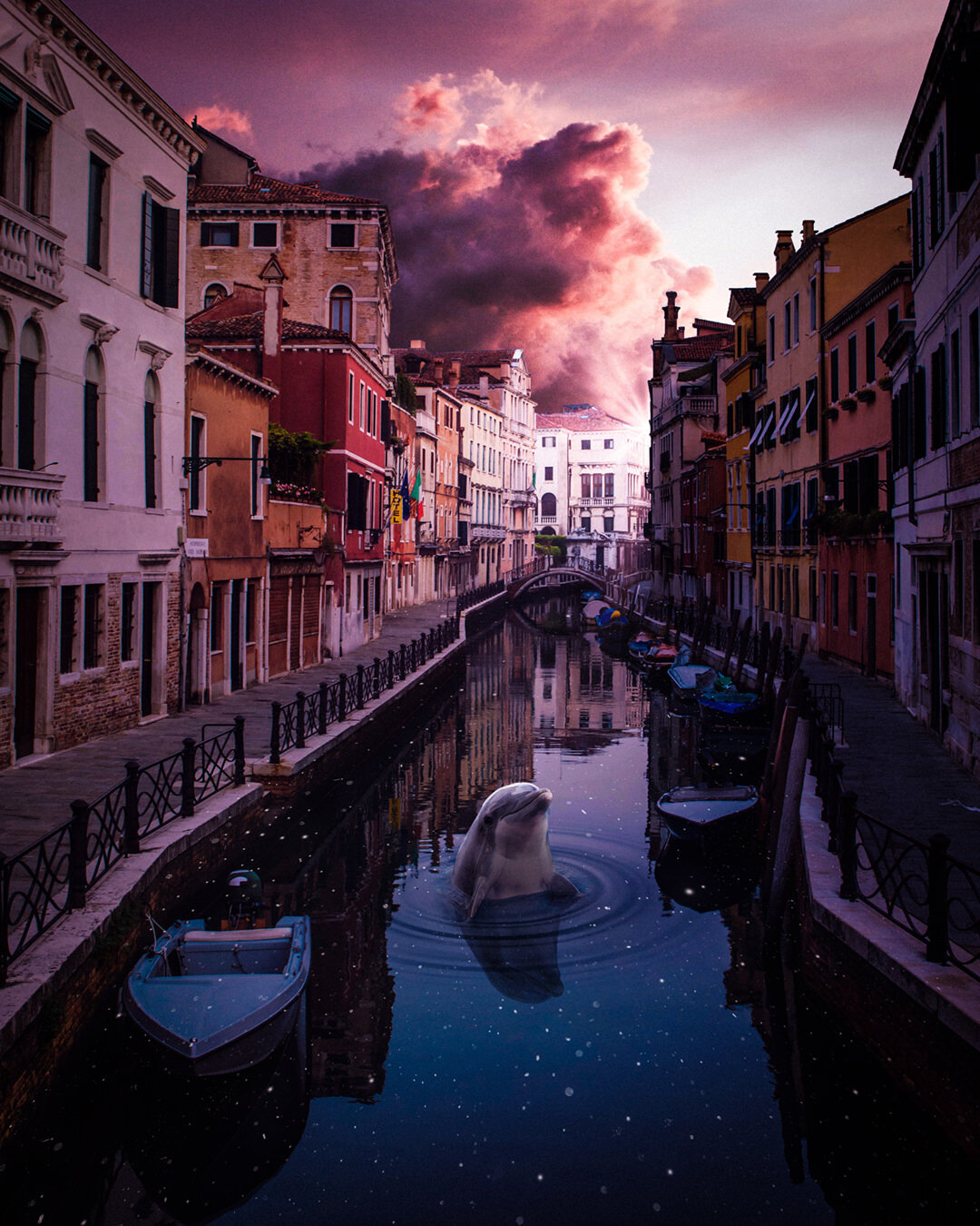 VENICE DOLPHIN IG.jpg