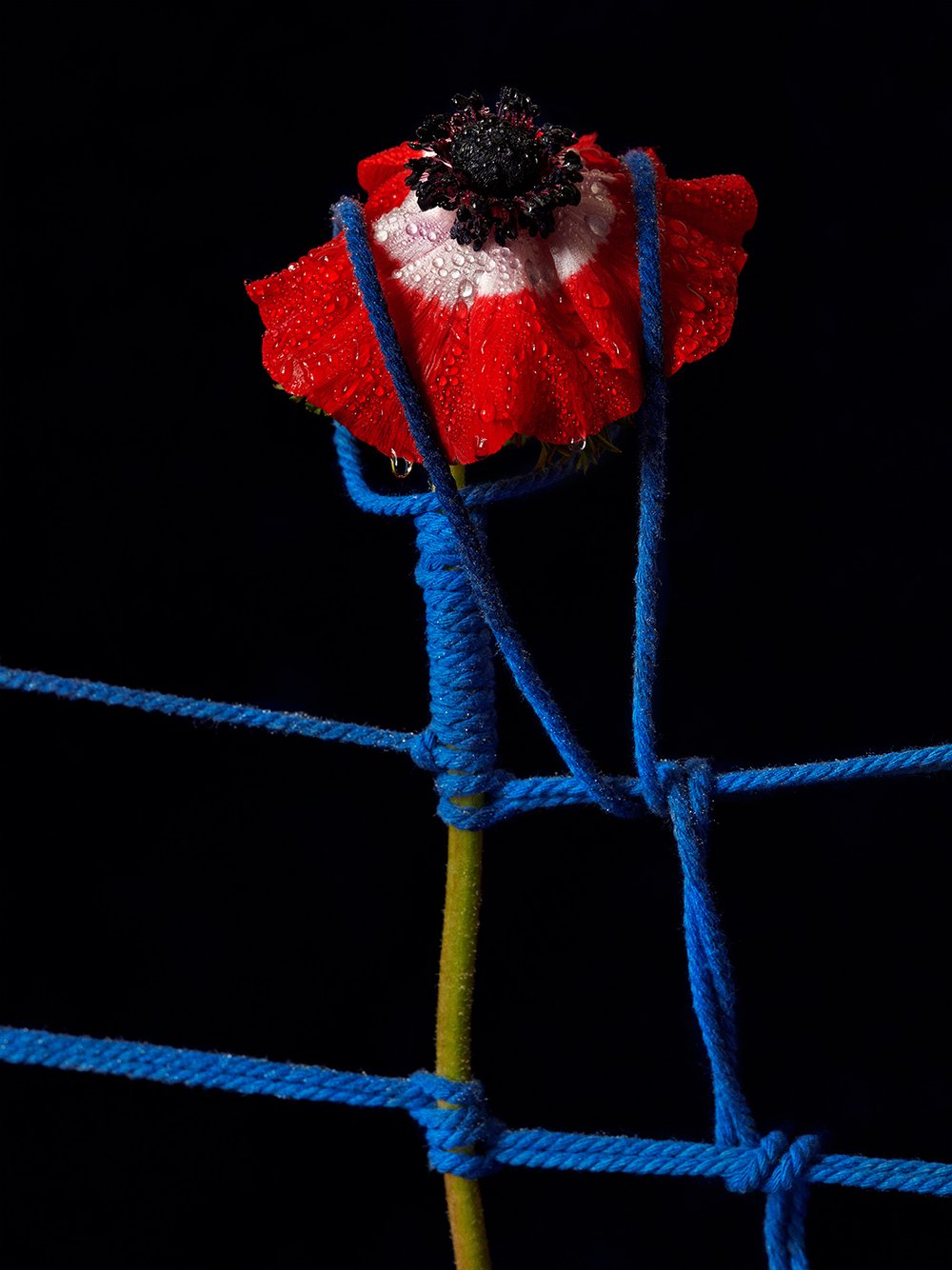   ANEMONE 5:30AM, PARIS, 2021  ARCHIVAL PIGMENT PRINT 