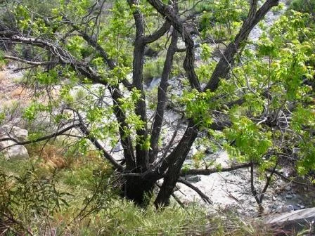 Junglans Californica // California Black Walnut
