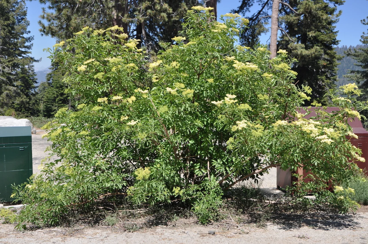 Sambucus mexicana // Mexican Elderberry