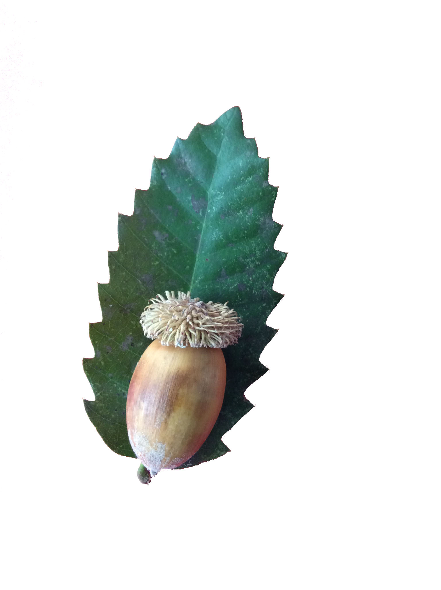 Clear Tanoak.jpg