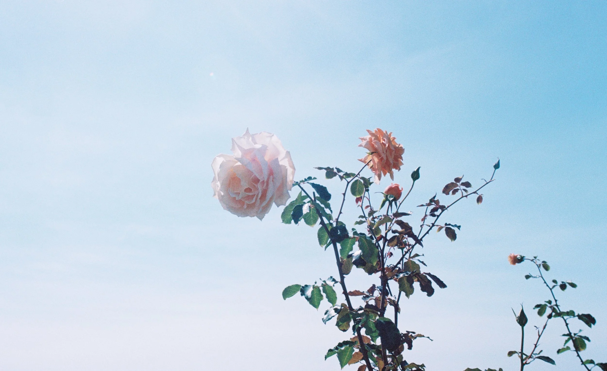Roses 14 crop 2.jpeg